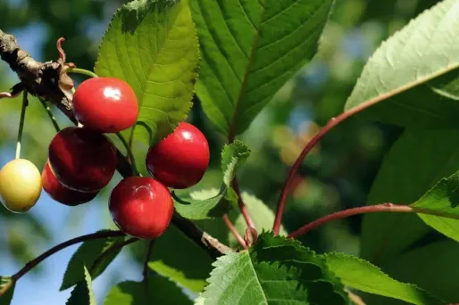 Avec le mauvais temps, le prix des cerises flambe