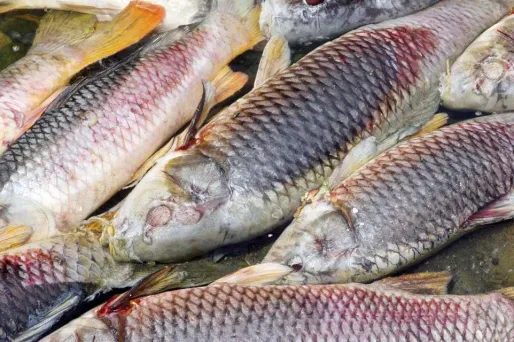 Dix tonnes de poissons retrouvés morts à l'ouest d'Angers