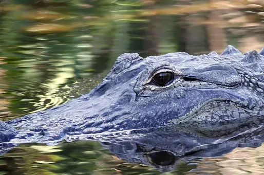 Un alligator de Floride - Photo d'illustration
