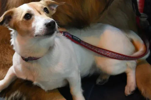 chien jack russel 1280