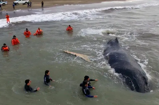 Une forte marée avait permis d'emmener la baleine au large, samedi.