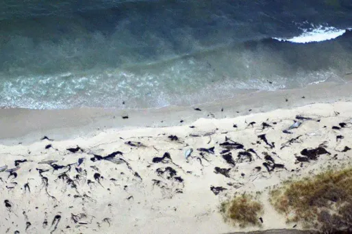 baleines echouees chili 1280