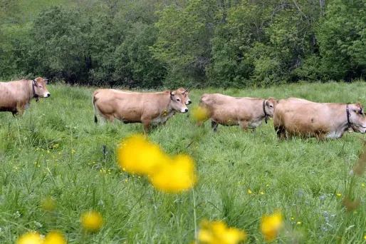 Cinq choses à savoir sur la 11e saison de "L'Amour est dans le pré"