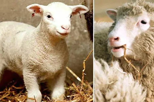 Dolly et Polly, deux brebis clonées clonage