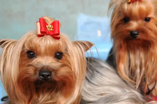 chien yorkshire 1280