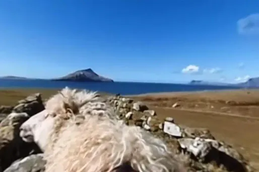 Un mouton filme à 360° les paysages grandioses des îles Féroé