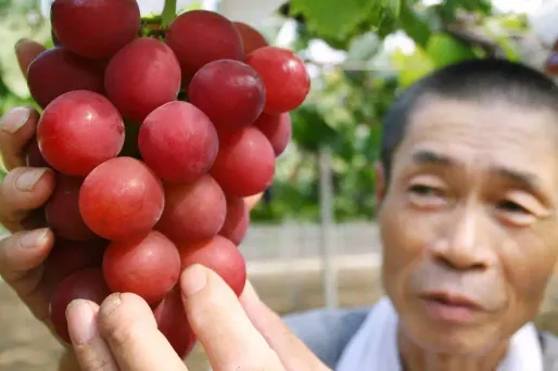 Une grappe de 30 grains de raisin adjugée à 10.000 euros au Japon