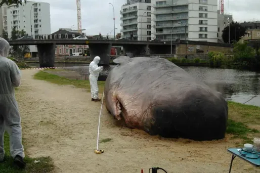 Une (fausse) baleine s'échoue... en plein centre-ville de Rennes