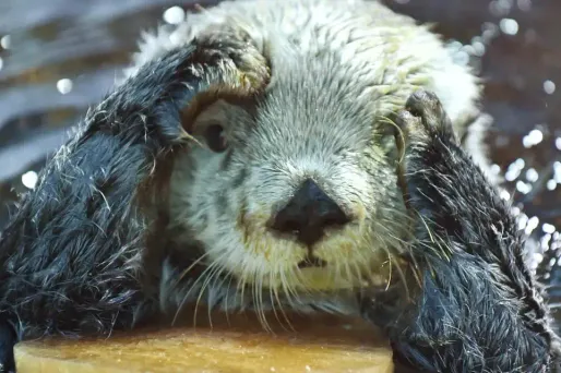 Une otarie s'égare sous les cocotiers polynésiens