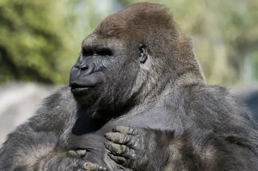gorille bantu 1280