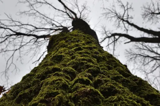 L'étude suggère que les premières plantes terrestres étaient étonnamment productives et ont provoqué une hausse majeure de la quantité d'oxygène dans l'atmosphère.