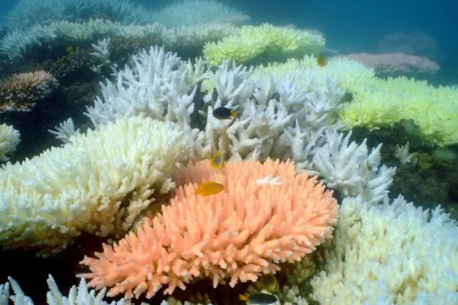 Les coraux des Maldives en danger en raison du changement climatique