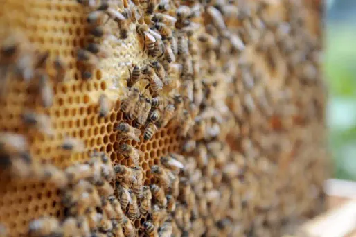 Des abeilles sur un rayon de ruche, image d'illustration