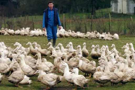 Grippe aviaire : un cas détecté dans le Béarn, 2.500 canards abattus