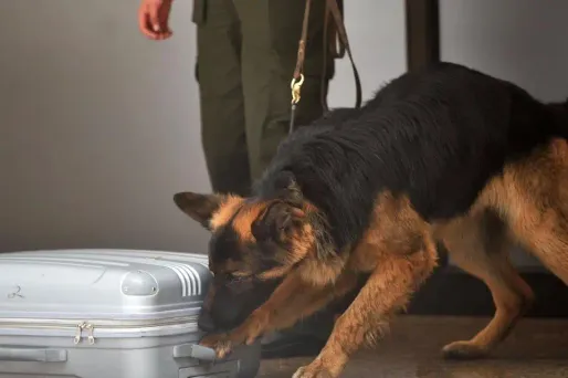Des "leurres" avaient de fausses substances dangereuses dans leur sac.