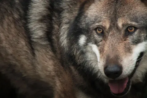 Vosges : une campagne de comptage des loups par "hurlements provoqués"