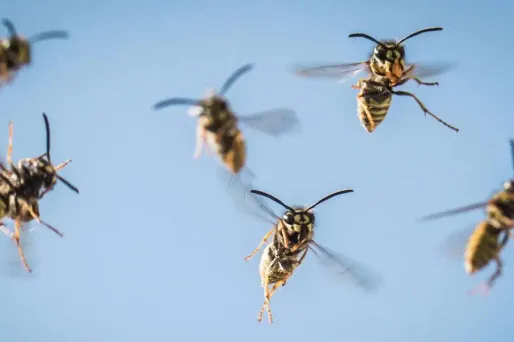 Les piqûres d'insectes sont l'une des causes possibles de choc anaphylactique