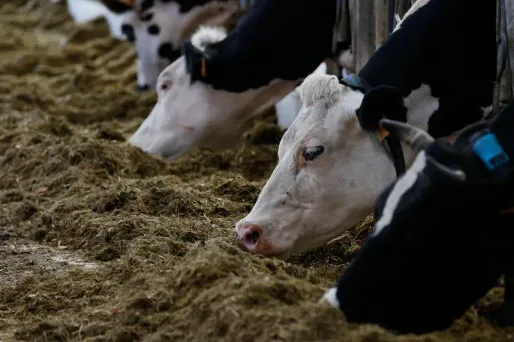 La bête est restée bloquée plus de dix heures au niveau de l’abdomen, le train-arrière suspendu dans le vide.
