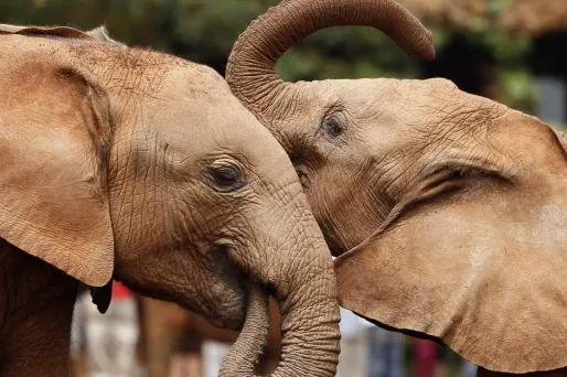 Deux éléphants électrocutés dans l'est de l'Inde
