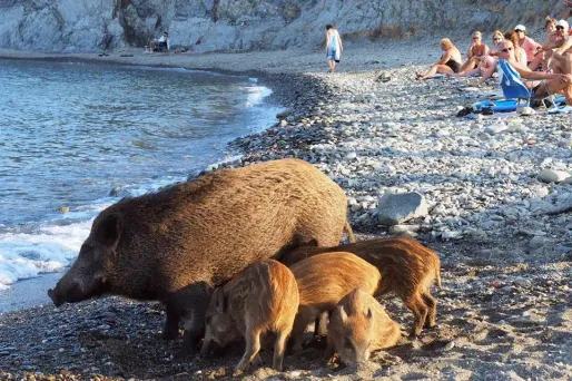 Une famille de sangliers a pris ses habitudes sur une plage pyrénéenne.