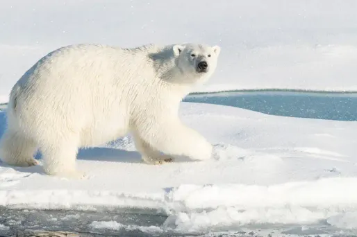 La loi russe interdit de tuer des ours polaires.