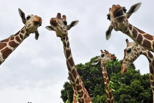 girafes 1280 TED ALJIBE / AFP