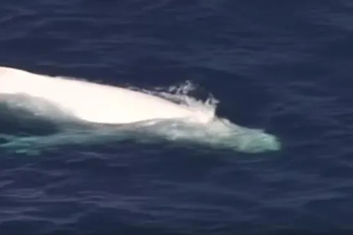 baleine blanche crédit : capture d'écran AP - 1280