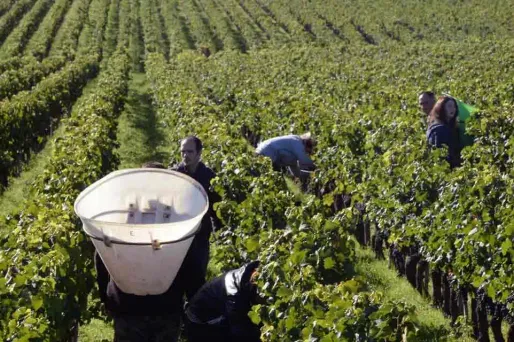 La récolte de raisin en Champagne s'annonce en baisse, à cause du gel, de la grêle et des maladies.