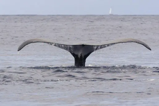 La plupart des baleines à bosse ne sont plus menacées d'extinction