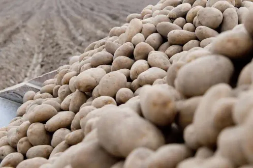 Une grenade s'est glissée dans un sac de pommes de terre du Pas-de-Calais.