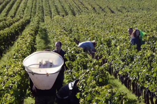 En 2016, la production mondiale de vin a été en recul de 5% par rapport à celle de 2015. Image d'illustration.