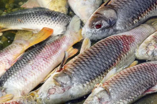 poisson crédit : RAYMOND ROIG / AFP - 1280