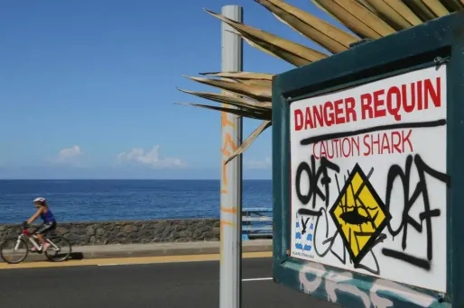 Requin La Réunion 1280