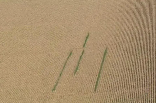 Les plants étaient invisibles depuis la route.