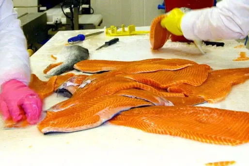 L'alimentation des poissons d'élevage est en cause, selon l'étude de 60 Millions de consommateurs.