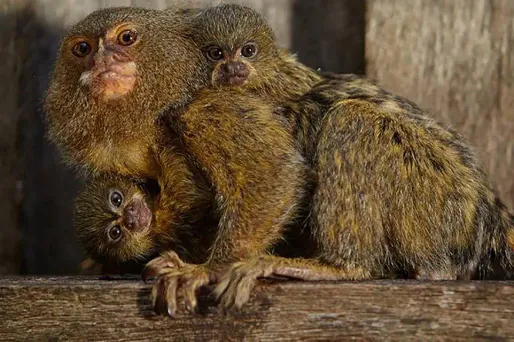 Le bébé singe a pu retrouver sa mère et sa sœur jumelle.