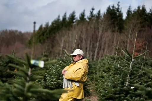L'homologation du "label rouge" pour les sapins de Noël coupés a été publiée au journal officiel.