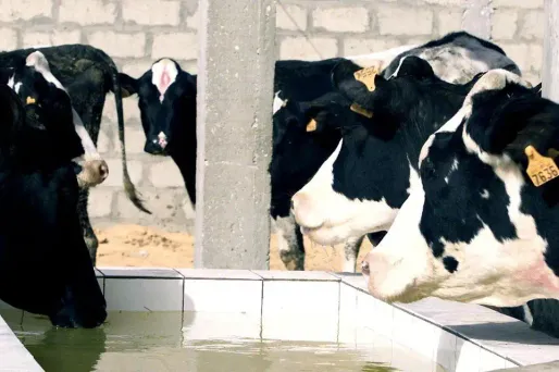 Limoges : 300 personnes dénoncent l'abattage des vaches gestantes