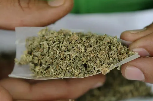 cannabis marijuana 1280