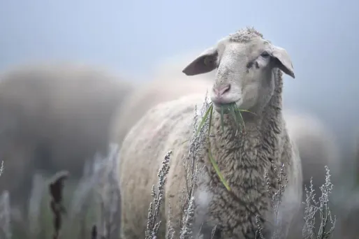 mouton 1280 Felix Kästle / DPA / AFP