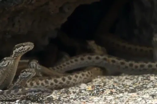 Planet Earth II crédit : Planet Earth II / BBC - 1280