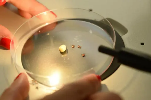 Maladie de Lyme : l'efficacité d'une pommade antibiotique doit encore être prouvée