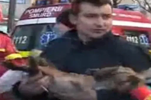 Le pompier a confié qu'il souhaitait adopter le chien, si "son maître était d'accord".