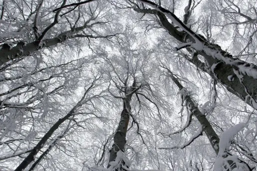 5 à 10 cm de neige sont attendus sur la plaine du Forez et l'agglomération stéphanoise, mardi.
