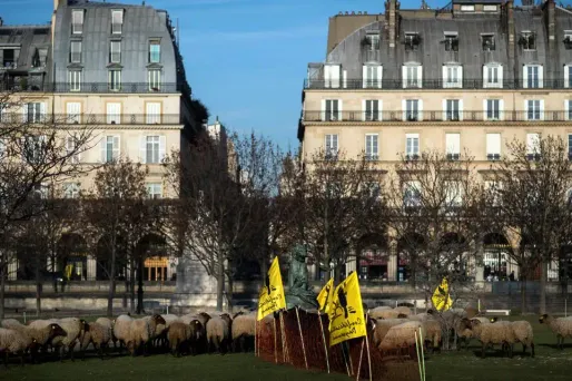 Des brebis en plein centre de Paris : faute de réponse du ministère de l'Environnement, les éleveurs vont passer la nuit dans le jardin des Tuileries.