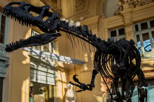 Le squelette de l'allosaurus Kan, exposé à la Maison de ventes Aguttes, à Lyon, le 5 décembre 2016.
