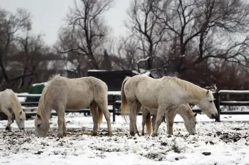 La Camargue veut protéger ses traditions au patrimoine culturel immatériel de l'Unesco