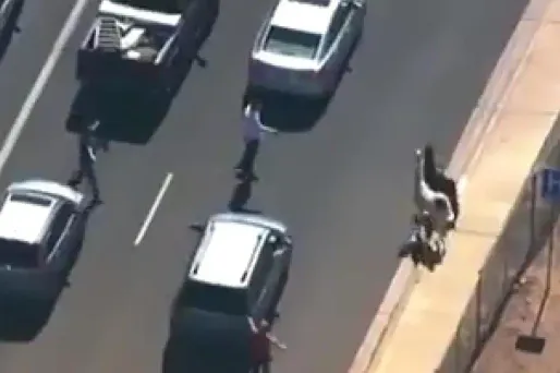 Arizona : la folle cavale de deux lamas