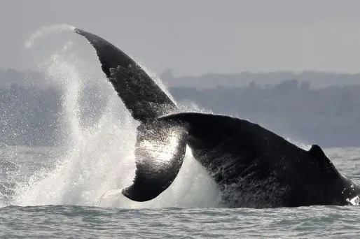 24.000 milliards de dollars, c'est le prix des océans !