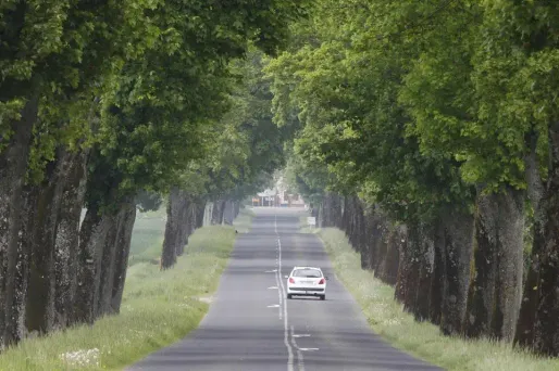 Faut-il abattre les arbres au bord des routes ?
